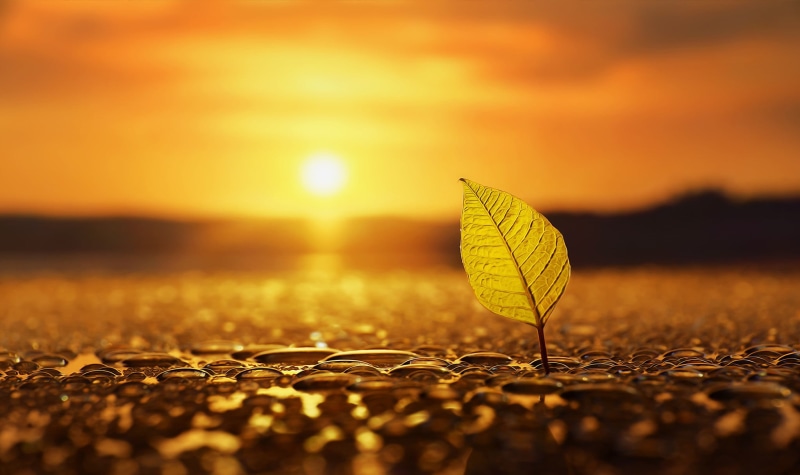 sky, Sun, tranquil scene, sunset, plant part, bird, macro, depth of field, decor, beauty in nature, outdoors, nature, plant, change, orange color, autumn