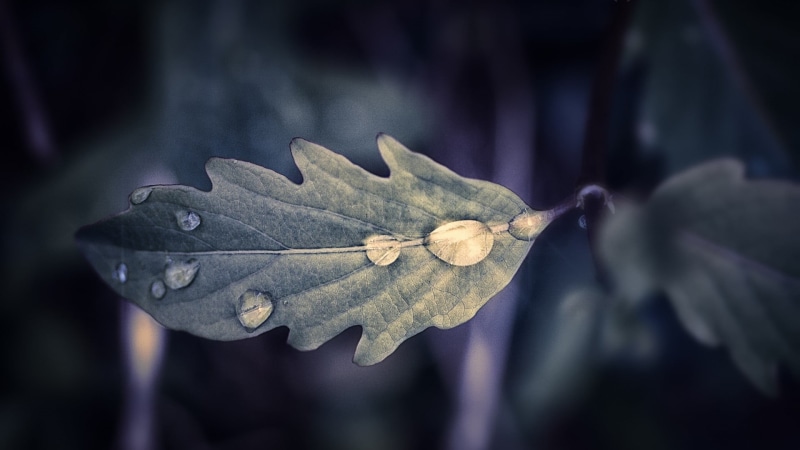 autumn, macro, water drops, 1080P, outdoors, leaves, nature, close-up, green, pattern, beauty In Nature, forest, plant part, abstract, backgrounds, yellow