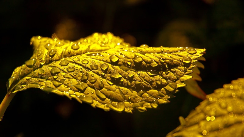 macro, plants, plant part, plant, selective focus, day, leaves, natural pattern, close-up, outdoors, nature, black background, green, water drops, water
