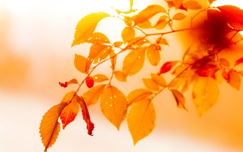 1080P, bright, woodland, lush Foliage, close-up, change, sunlight, brown, environment, maple Tree, maple leaf, nature, copy Space, orange Color, light - Natural Phenomenon