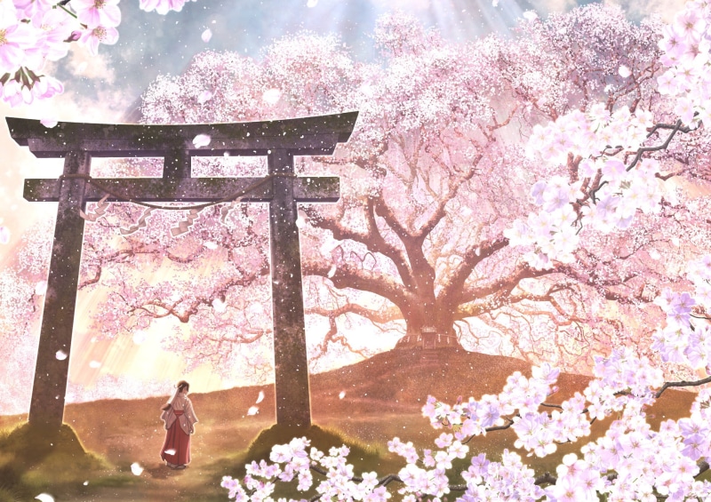 cherry tree, casual clothing, nature, Pink Flower, flowering plant, 1080P, fragility, Blossom, pink color, adult, Cherry Blossom, real people, standing