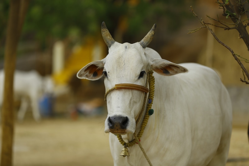 vertebrate, focus, rural, temple, agriculture, domestic cattle, domestic, cow india, herbivorous, focus on foreground, traditional, selective, indian cow