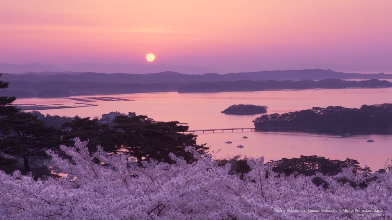 sunset, matsushima, prefecture, 2K, miyagi, japan, cherry, Asia, blossoms