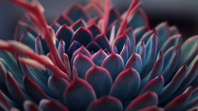 succulent plant, growth, leaf, photography, plant, fall, selective focus, flower, 5K, red, indoors, fragility, close, abundance, no people, freshness