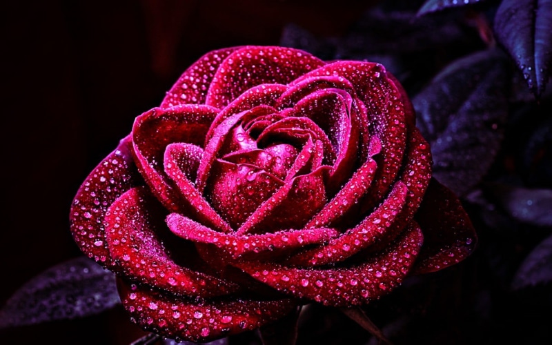 rose - flower, flower head, close-up, macro, 720P, plant, flowering plant, rose, flowers, red, freshness, fragility, vulnerability, focus on foreground