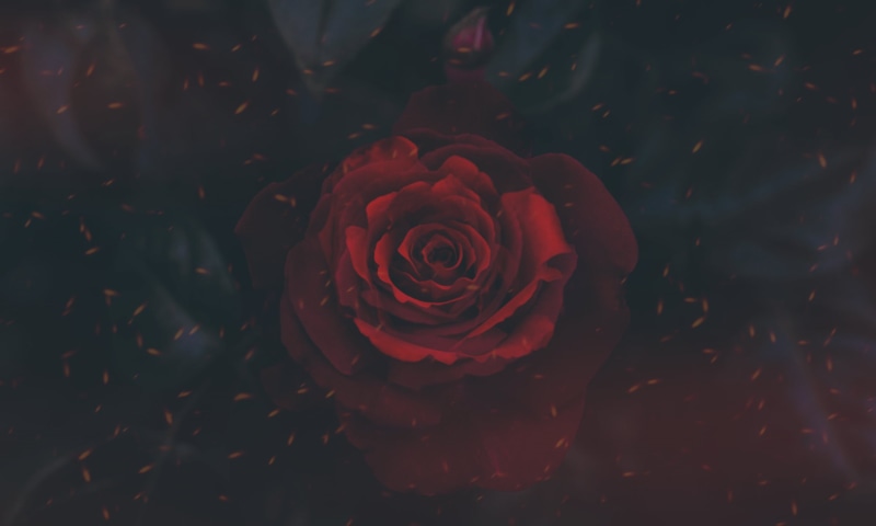 close-up, fragility, freshness, red flowers, artwork, rose, outdoors, digital art, high angle view, flower, 1080P, red, flower head, inflorescence