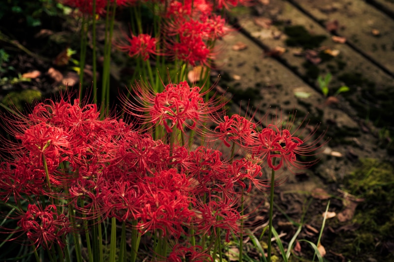 amaryllidaceae, flower head, flowers, petaled, land, k, red, beauty in nature, freshness, spider lily, natural, red spider lily, flowering plant, close-up