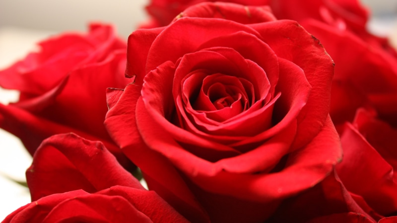 flowers, rose - flower, valentines day - holiday, fragility, no people, freshness, close-up, flower, plant, petal, red, 4K, vulnerability, rose, flower arrangement