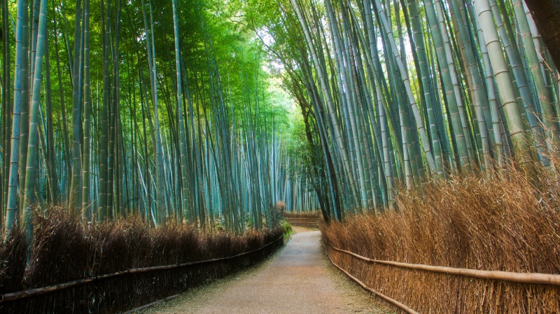 day, tranquility, the way forward, arashiyama bamboo grove, outdoors, growth, woodland, bamboo grove, japan, nature, path, footpath, plant, grass, non-urban scene