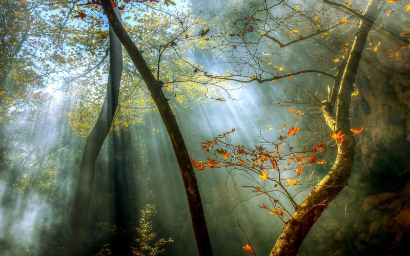 trees, branch, land, scenics - nature, leaf, forest, mist, change, landscape, 1080P, sun rays, plant part, outdoors, tranquility, no people, leaves, beauty in nature