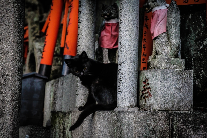 shine, japan, staircase, feline, animal themes, dog, kyoto, vertebrate, orange, stone, no people, day, relaxation, black color, animal, 5K, architecture