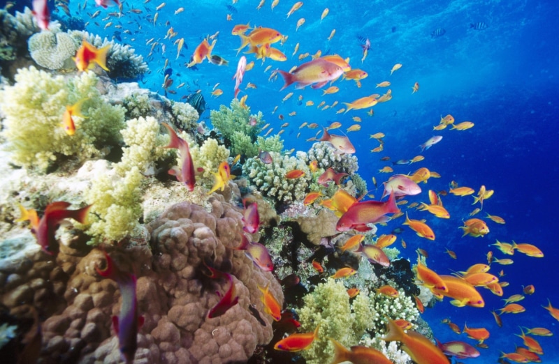 Sea, Near, underwater, marine, school of fish, red, group of animals, ecosystem, sea life, Reef, no people, animal themes, swimming, water, invertebrate