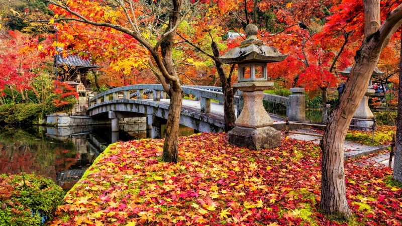 eikando shrine, 4K, kyoto, pond, red leaves, footbridge, deciduous, maple leaf, zenrinji temple, branch, torii, eikando temple, maple tree, japan, bridge