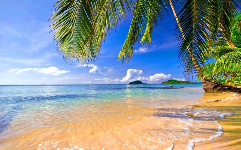 coconut, trees, horizon, beauty in nature, near, scenics - nature, tranquility, 1080P, nature, no people, outdoors, water, tropical climate, cloud - sky