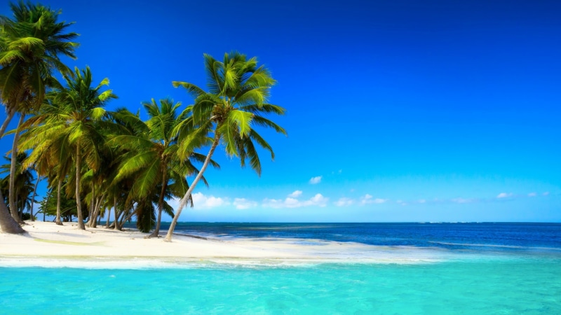 tropical, palm trees, trees, sea, blue, palm, beach, sky, beautiful, 1080P