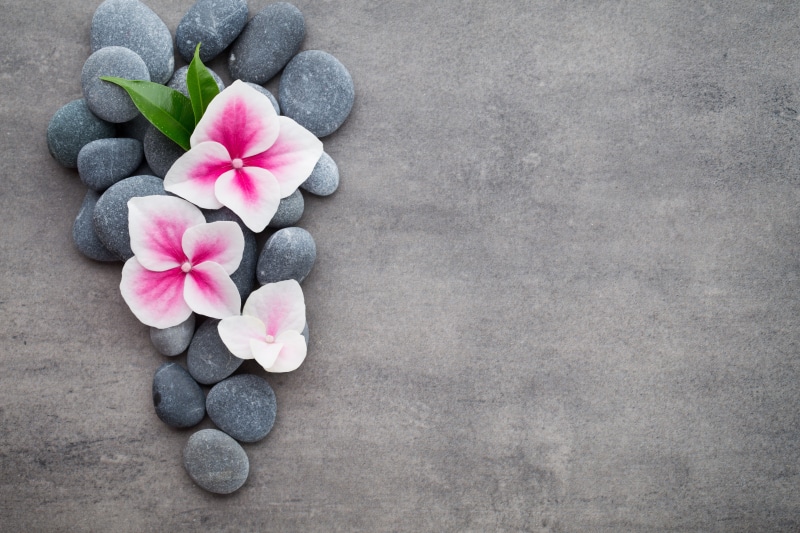 flower, beauty in nature, stone, three, textured, relaxation, petal, copy Space, black Color, zen, pink color, gray, rock - Object, stones, rock, leaf