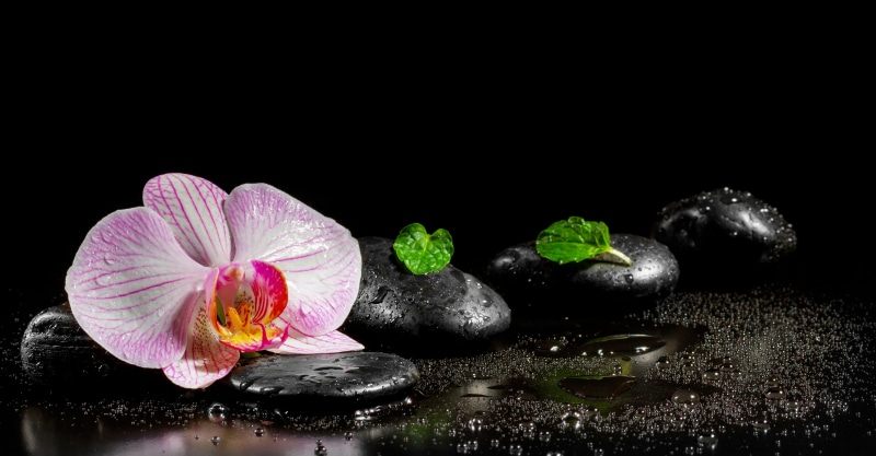 single Flower, flower, zen-like, purity, vulnerability, moth, studio shot, drop, rock - Object, black background, reflection, macro, close-up, beauty, beauty In Nature