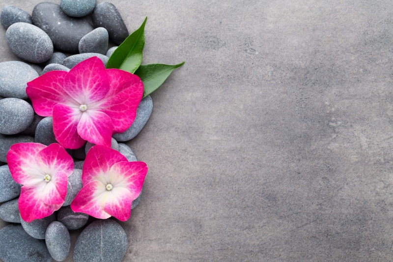 plant, inflorescence, vulnerability, no people, flower head, flowers, petal, spa, pink color, three, concrete, zen, high angle view, purple, directly above