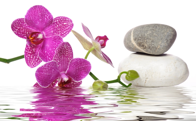 single Flower, plant, moth Orchid, health Spa, close-up, white, moth, isolated, still life, pink Color, stone - Object, purple, no people, leaf, petal