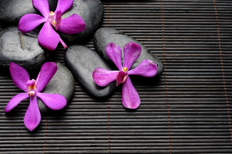 zen-like, purple, plant part, close-up, single Flower, fragility, no people, Spa, bali, flower Head, flowers, backgrounds, leaf, pink Color, stones, plant