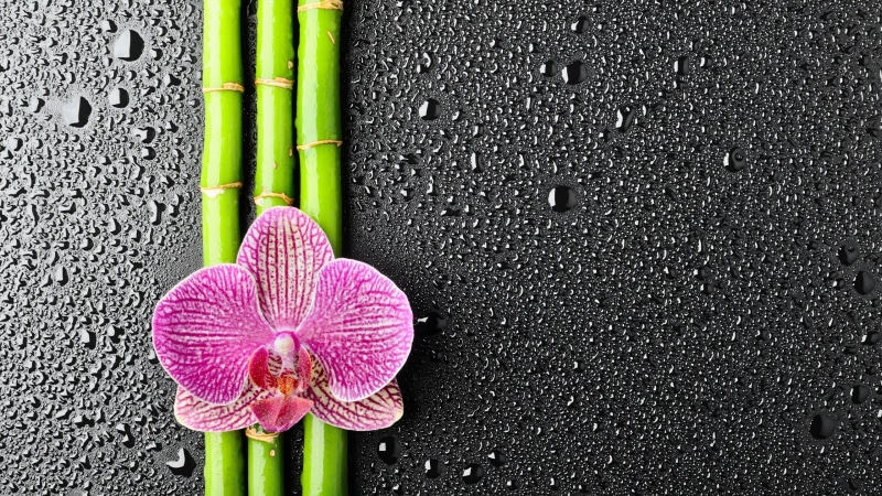 day, plant, textured, pink color, wet, concrete, texture, vulnerability, orchid, bamboo, 2K, petal, no people, orchids, green color, wall - building feature