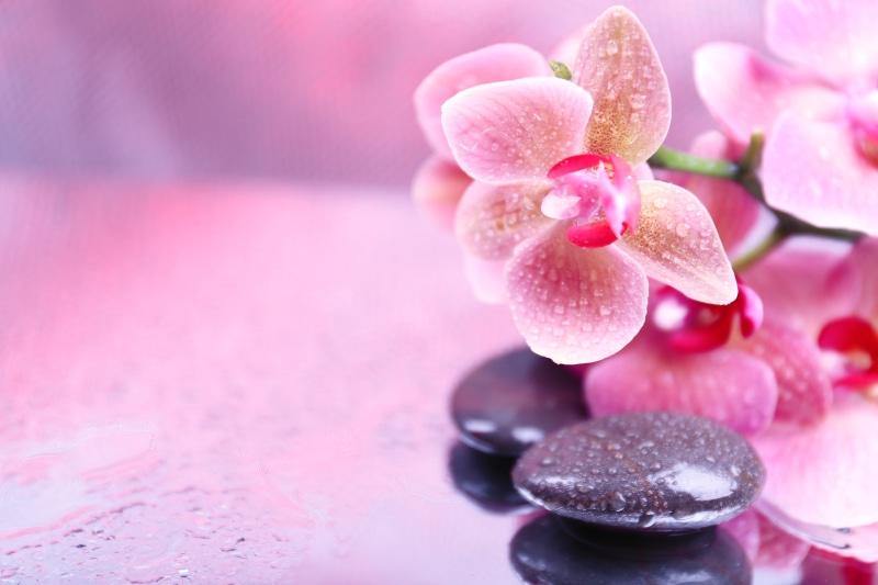 no People, single Flower, wealth, backgrounds, softness, indoors, flowering plant, health Spa, fragility, freshness, close-up, tropical Climate, spa Treatment