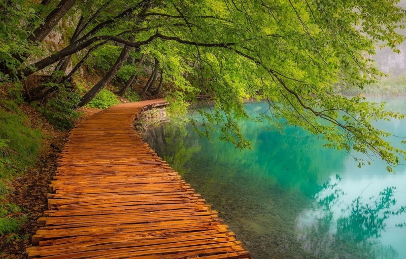 forest, green color, water, non-urban scene, tranquility, land, pine woodland, travel destinations, tourism, landscape, nature, coniferous tree, outdoors