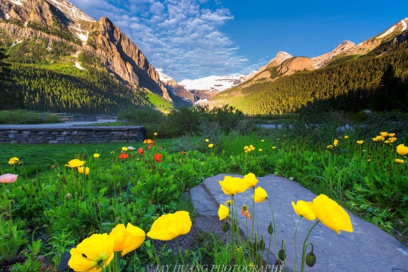 Banff, louise, Park, Early Morning, Capped, nature, summer, scenics, Flowers, water, Snow, Alberta, mountain  Lake, mountain, Spring, 1080P, lake, beauty In Nature