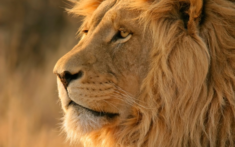 2K, Apple Inc., OS X, big cats, lion