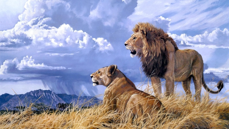 livestock, art, animal themes, domestic animals, cloud - sky, outdoors, lion - feline, animals in the wild, pride, lion, ultra, hd, grass, animal wildlife