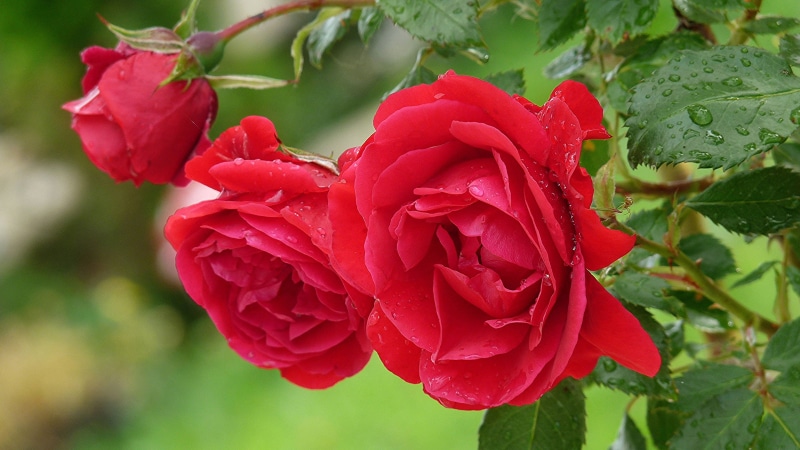 petal, fragility, dew, beauty in nature, flower head, k, no people, day, close-up, rose - flower, ultra, freshness, drops, flowering plant, plant,