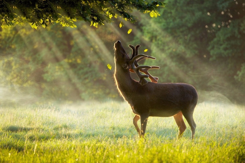 photography, animal wildlife, one animal, 1080P, antler, sun rays, outdoors, sunlight, trees, deer, vertebrate, leaves, environment, plant, animals in the wild