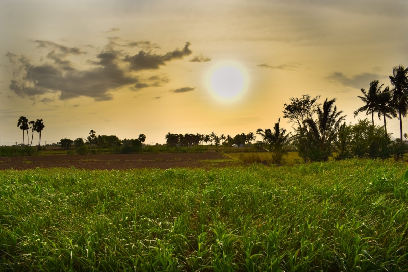 grass, land, tranquil scene, scenics - nature, sunset, outdoors, plant, sky, sun, beauty in nature, cloud - sky, village, no people, tamil nadu, nature