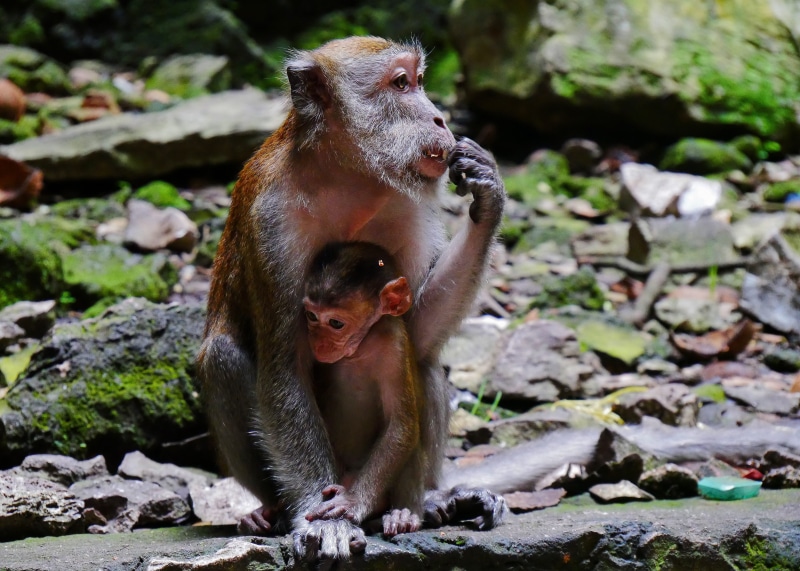 batu cave, vertebrate, sitting, day, rock - object, two animals, primate, solid, cambodia, thailand, travel, adventure, animal family, animals in the wild