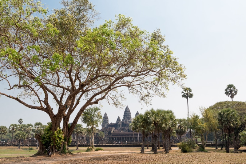ruin, travel destinations, clear sky, 4K, tranquility, tourism, sky, nature, architecture, growth, outdoors, no people, siem reap, tree, history, park