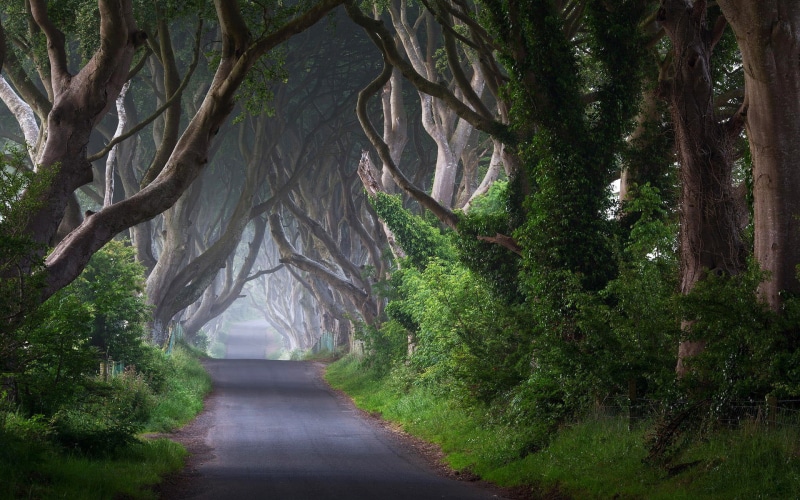 land, beauty in nature, branch, pathway, plant, forest, the way forward, no people, scenics - nature, concrete, outdoors, 1080P, treelined, tranquility