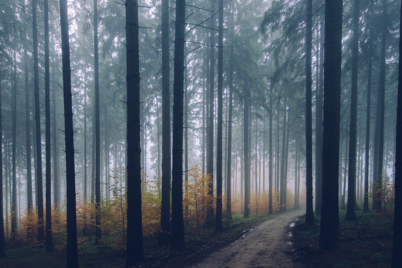 fog, beauty in nature, growth, land, landscape, trunk, environment, tree, no people, road, scenics - nature, day, trees, depth of field, palm, path, tranquility