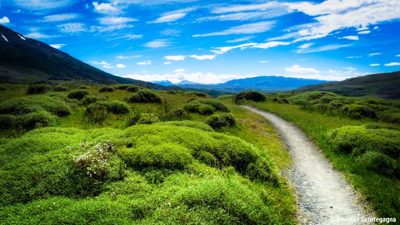spring  vacation, meadow, chile, torres del paine, forest, summer, field, argentina, patagonia, sky, outdoor, national park, tree, blue, grass, grass field