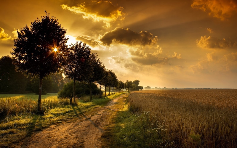 the way forward, wheat, sunlight, road, green, hour, sunset, no people, growth, tree, orange, environment, path, trees, grass, 2K, direction, sky, plant