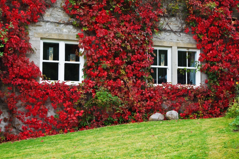 helix, flowering plant, beauty, homes, ivy, residential Building, grass, plant, day, built structure, residential, autumn, window, home Ownership, wall