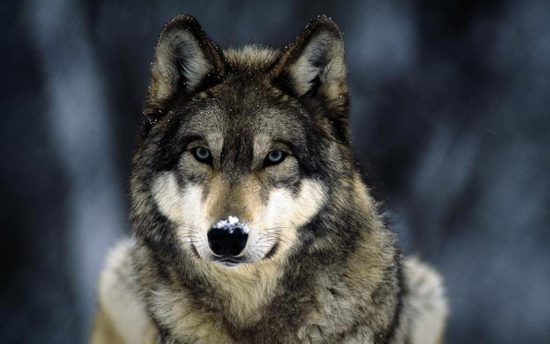 1080P, Anima, Mamifero, Lobo