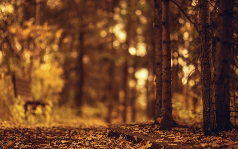 gold Colored, summer, sunlight, branch, change, widescreen, leaf, scenics - nature, rural Scene, 1080P, color Image, bench, leaves, land, plant