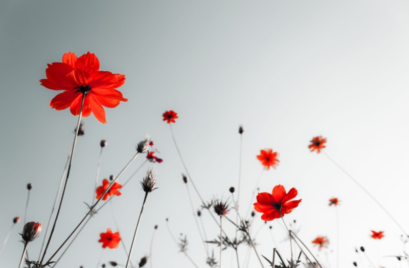 field, full screen, season, fullscreen, vibrant Color, no People, cosmos Flower, grass, white, leaf, close-up, low angle view, daisy, backgrounds