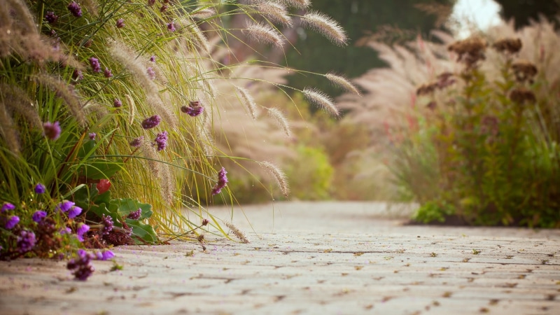 1080P, beauty in nature, background, ears, mood, land, plant, purple, petaled, HD, footpath, flower, freshness, asphalt, outdoors