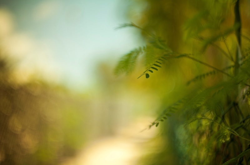 background, beauty in nature, plant part, green color, land, widescreen, growth, green, 5K, leave, leafed, leaf, fern, freshness, outdoors