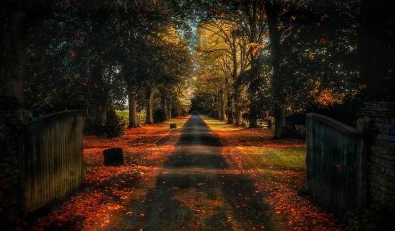 travel, black, october, green, land, landscape, direction, mystery, vanishing point, diminishing perspective, woodland, park - Man Made Space, the way forward