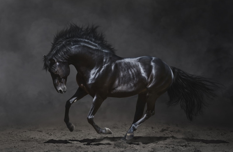 2K, mane, beauty, black, horse, black horse, dark background