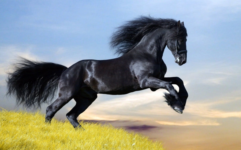 Dark Horse, 720P, aggression, animal themes, animals, domestic, animal wildlife, white, domestic animals, no people, running, land, herbivorous, pets