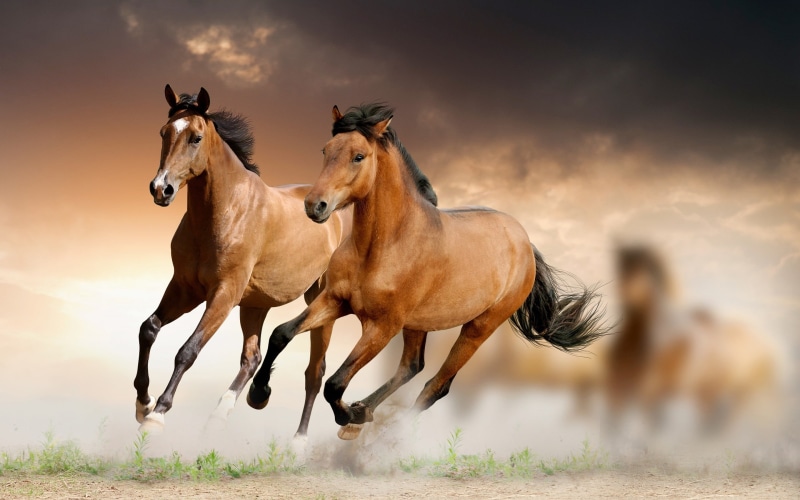 running, full length, horse, land, pets, animal, dust, 2K, mammal, livestock, nature, day, animal themes, animal wildlife, horses, outdoors, two, animals