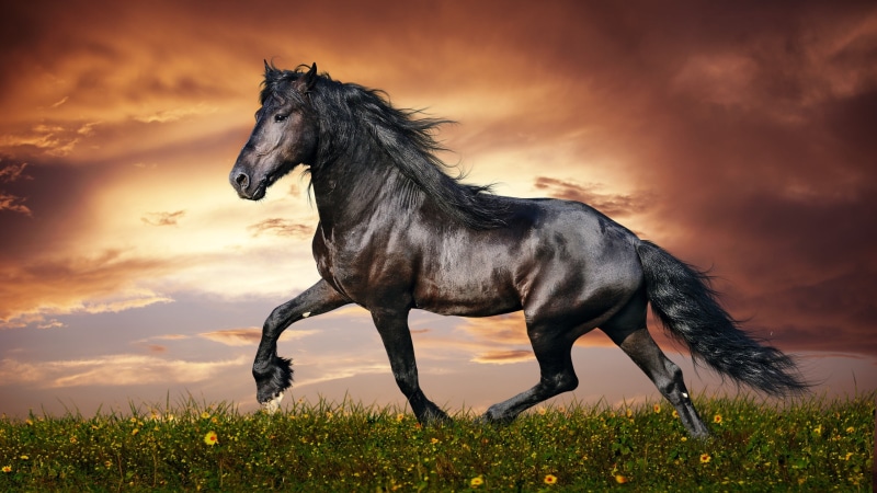 sunset, beauty in nature, animal wildlife, animal, nature, sky, animal themes, domestic, one animal, mammal, brown, outdoors, horse, black, plant, 2K